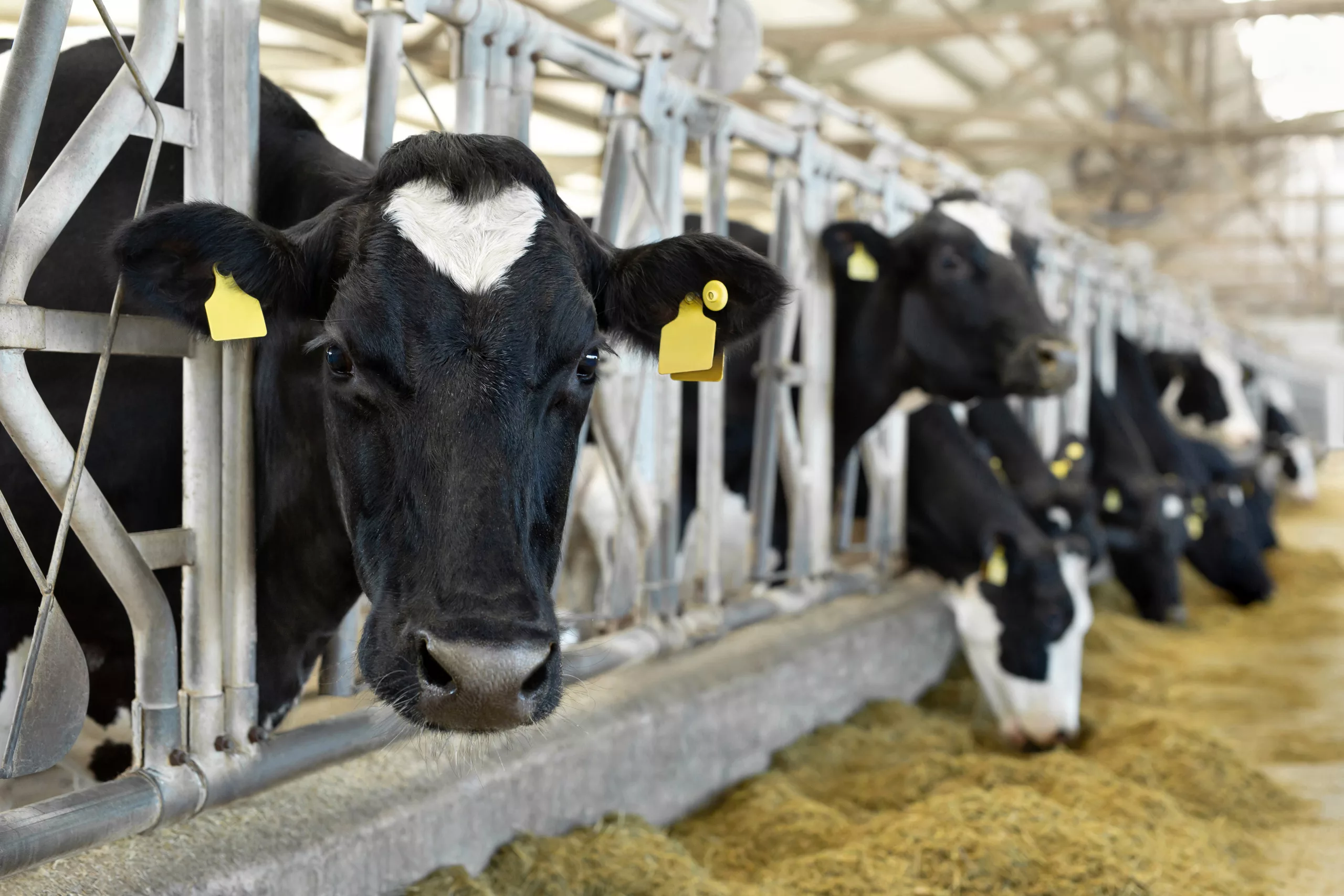 Cows on Farm. Black and white cows eating hay in the stable.