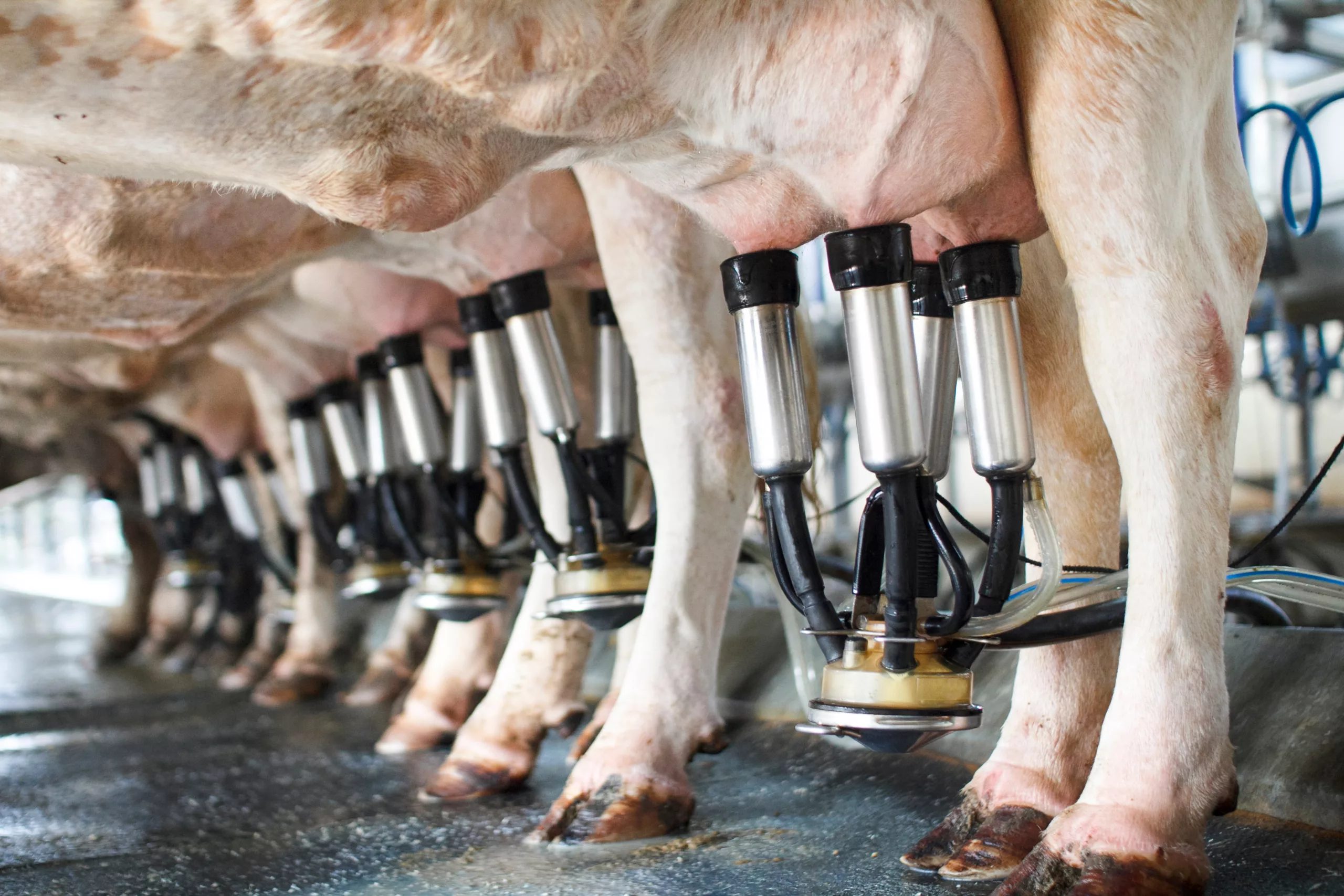 Rows of cows being milked