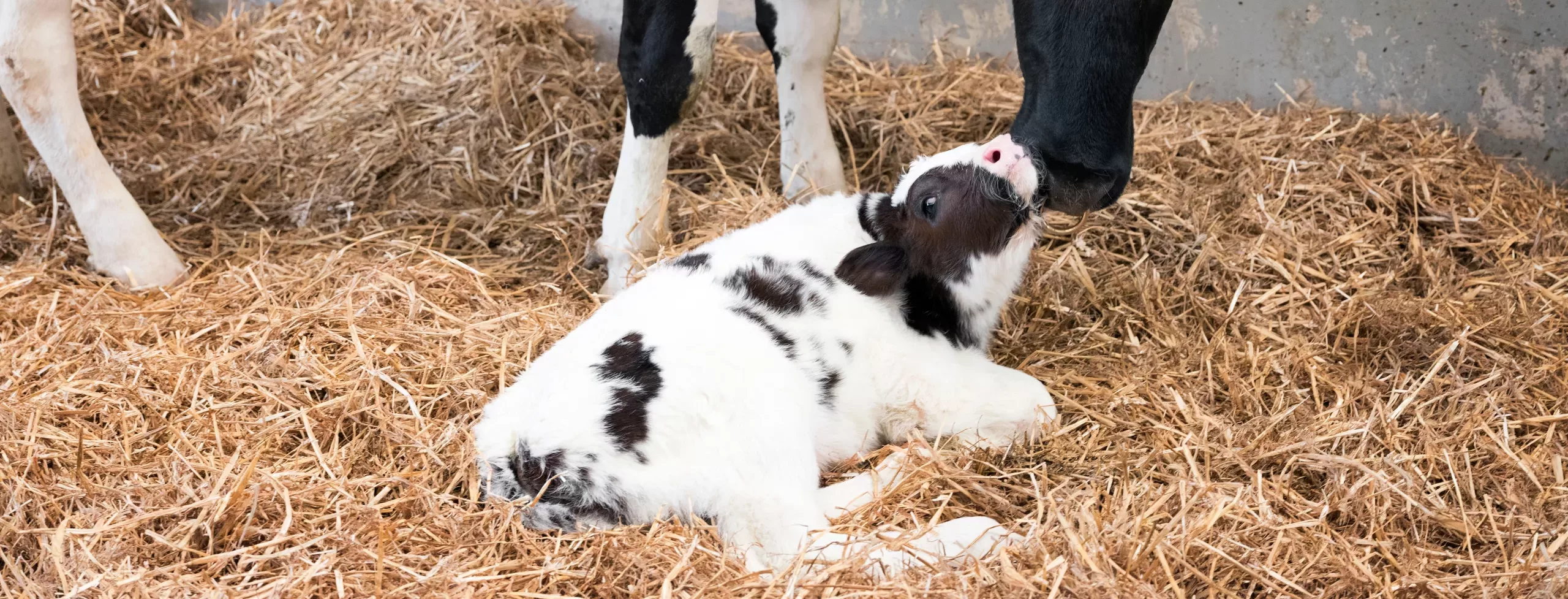 Mother cow and newborn black and white calf in straw inside barn of dutch farm in the netherlands