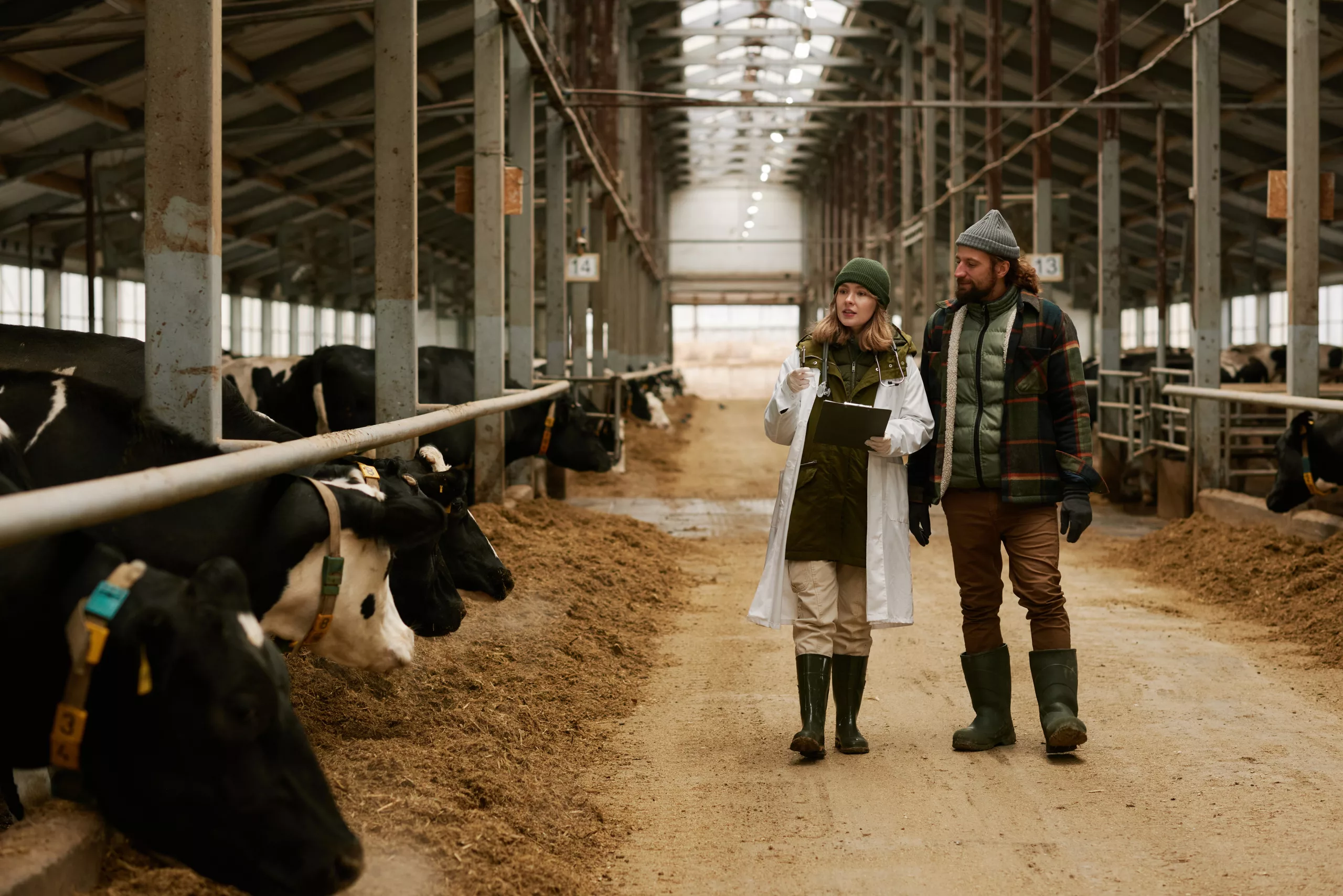 Veterinarian and farmer during their walk along big barn with cows in stall