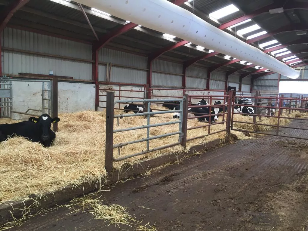 Climabarn ventilation system inside a calf shed