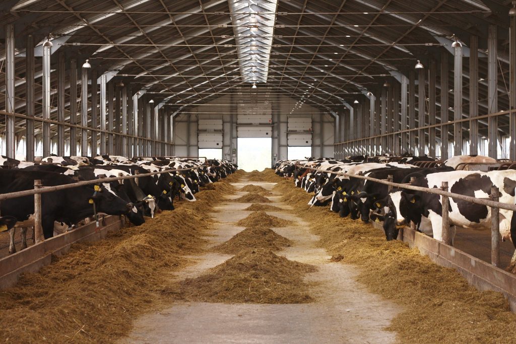 Well ventilated cow barn. ClimaBarn helps keep cattle barns well ventilated, performing better than passive ventilation