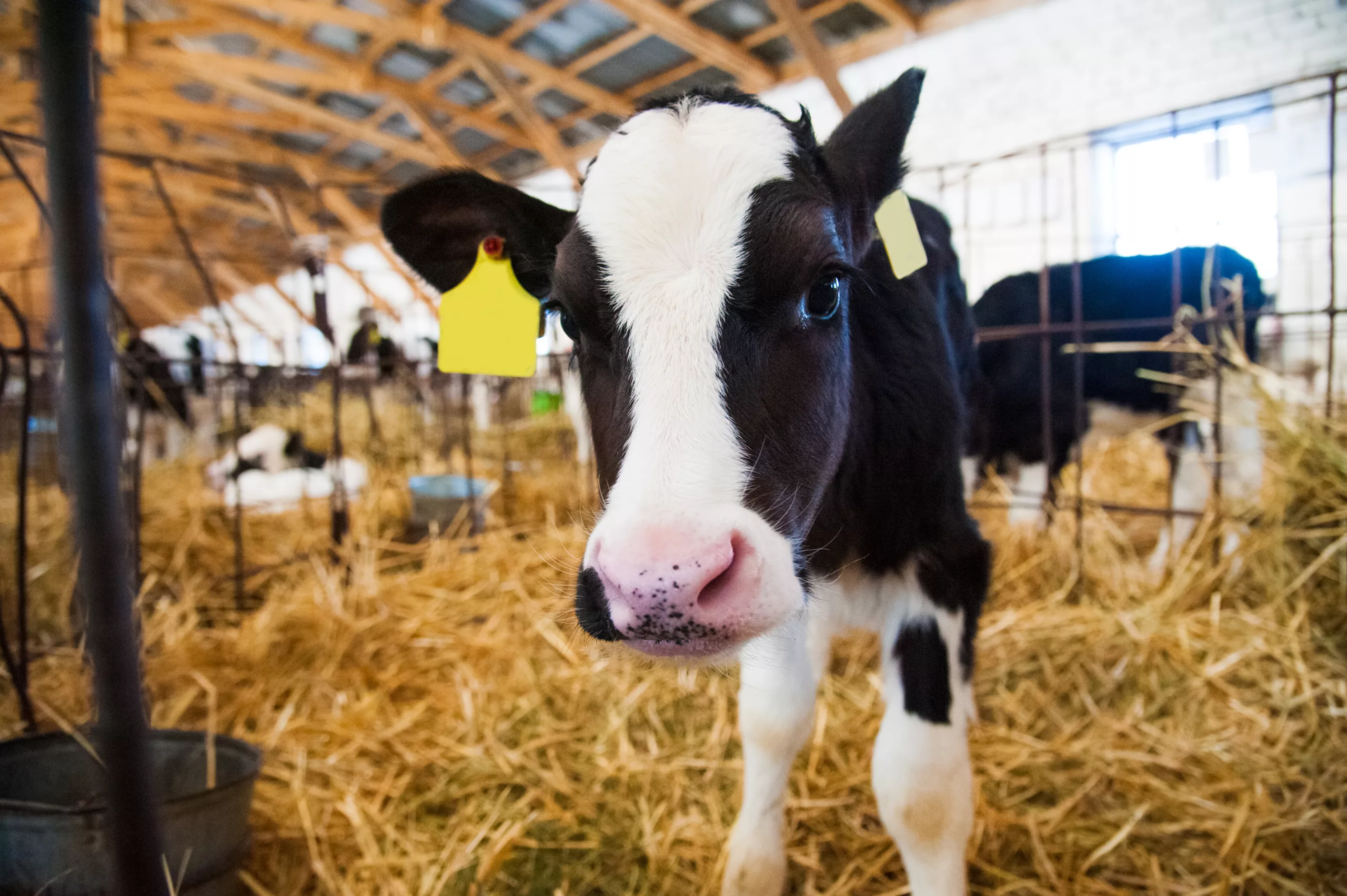 Junges Kalb steht im Stroh eines hellen Stalls