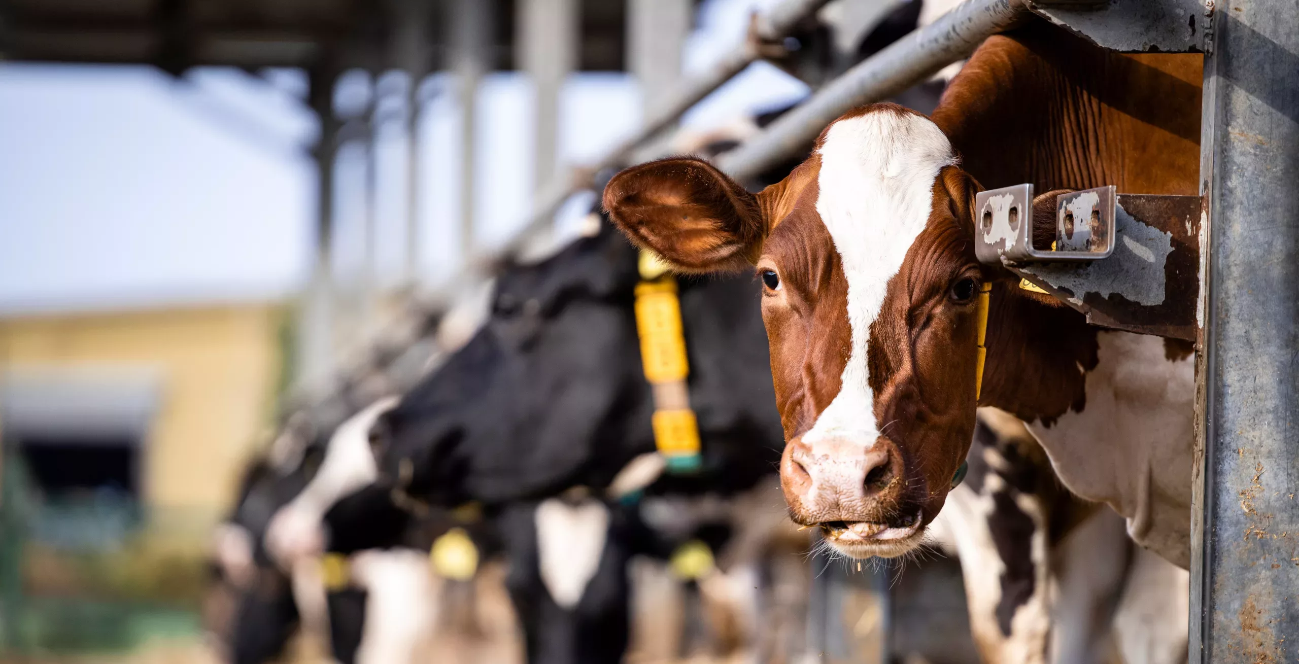 Junges Kalb im Stall mit Messsensor am Hals